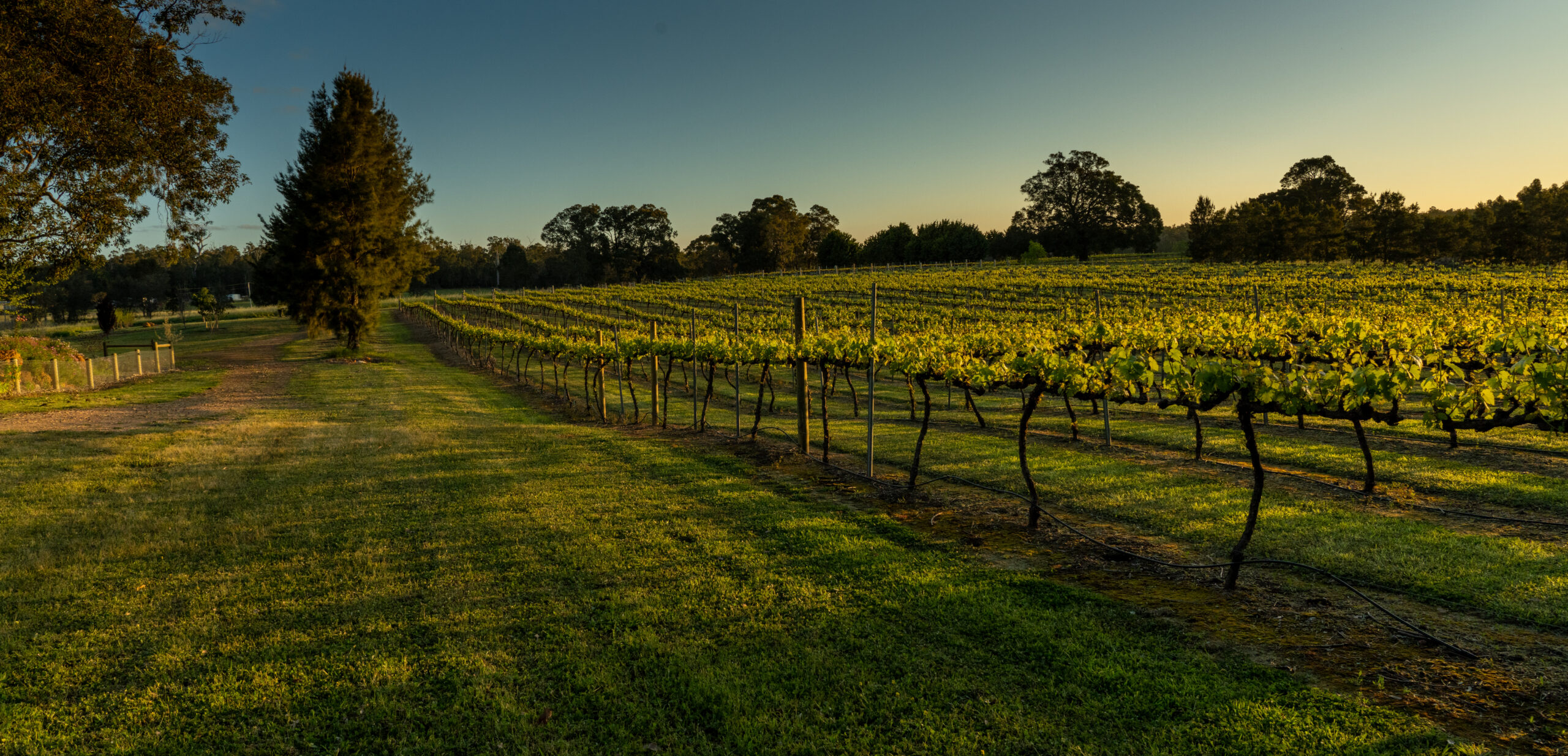 Redgum Wine Estate vines at sunrise